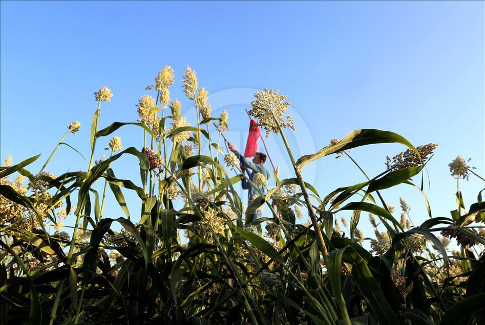 Kuş yemi darıyı "kuşlardan" korumak için torpil tabancası yaptılar