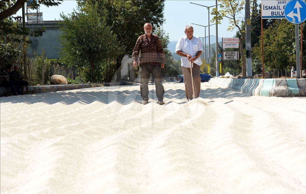 Kuş yemi darıyı "kuşlardan" korumak için torpil tabancası yaptılar