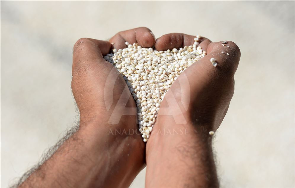 Kuş yemi darıyı "kuşlardan" korumak için torpil tabancası yaptılar