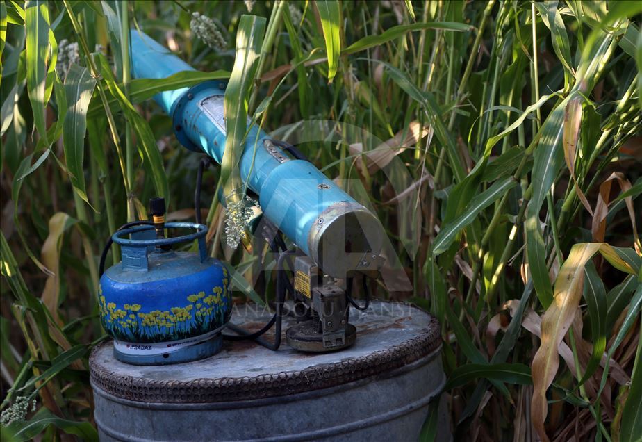 Kuş yemi darıyı "kuşlardan" korumak için torpil tabancası yaptılar