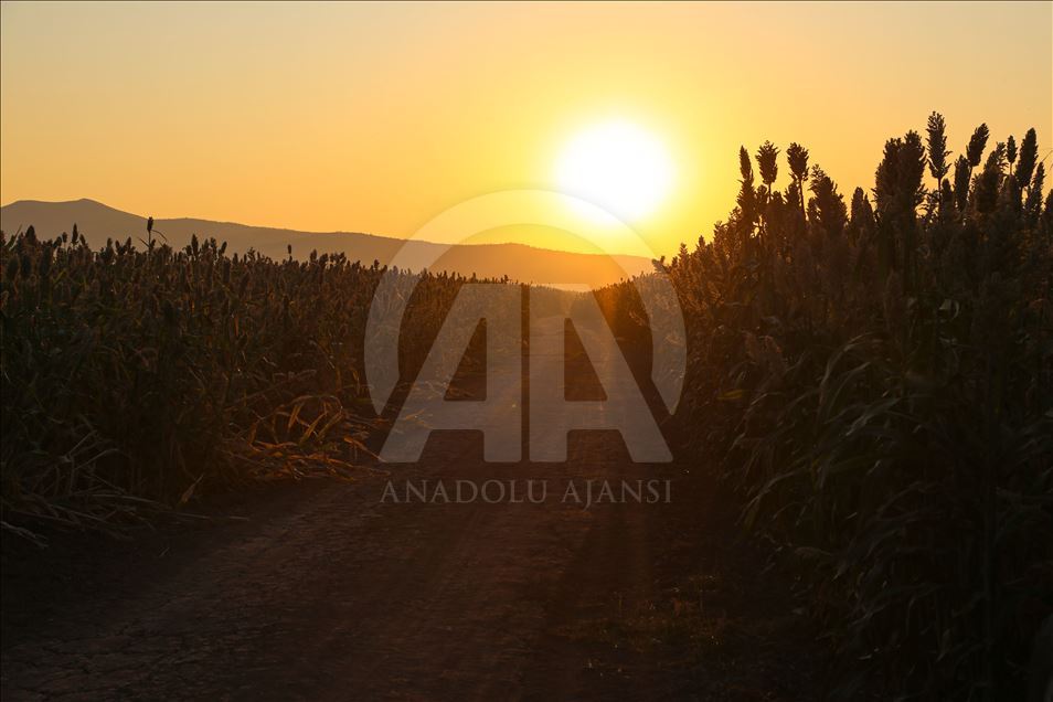 Kuş yemi darıyı "kuşlardan" korumak için torpil tabancası yaptılar