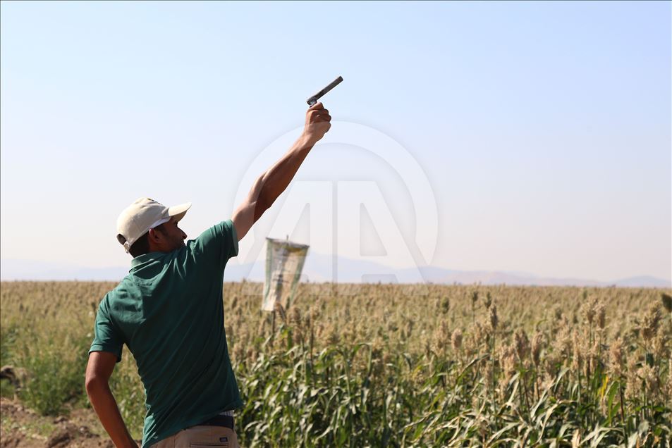 Kuş yemi darıyı "kuşlardan" korumak için torpil tabancası yaptılar