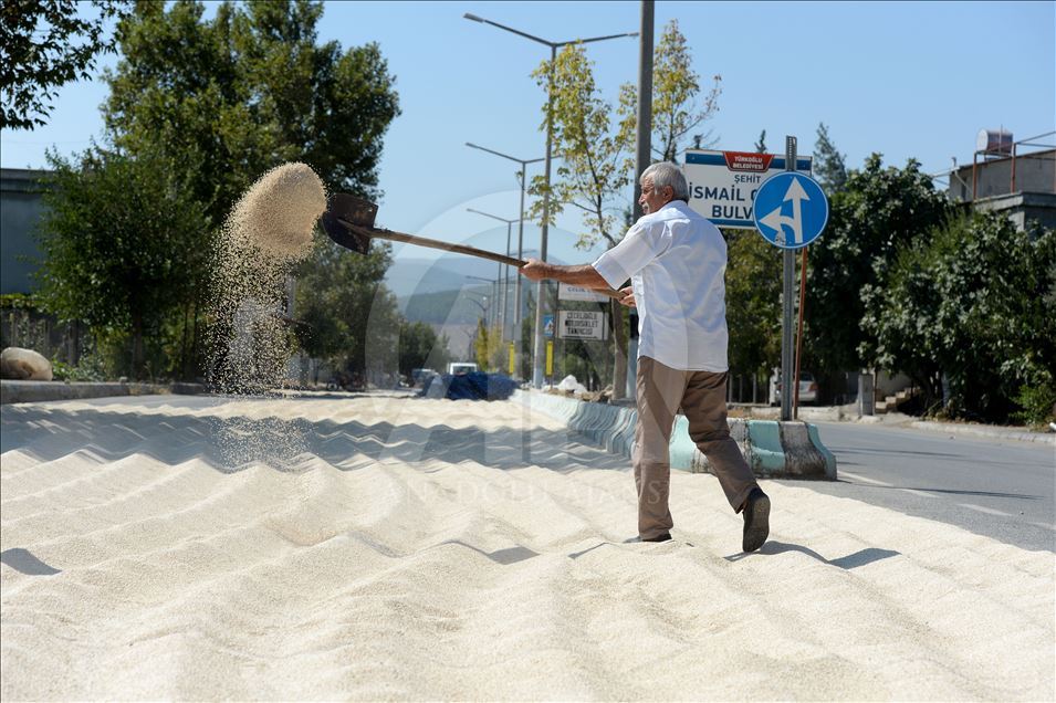 Kuş yemi darıyı "kuşlardan" korumak için torpil tabancası yaptılar