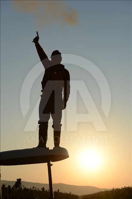 Kuş yemi darıyı "kuşlardan" korumak için torpil tabancası yaptılar