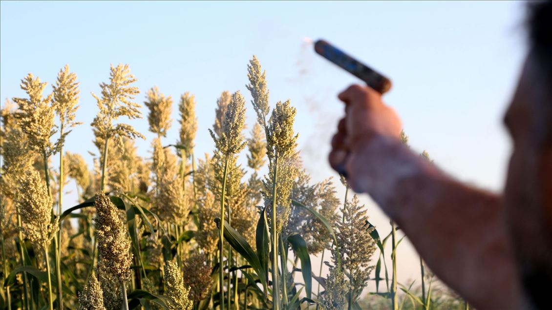 Kuş yemi darıyı "kuşlardan" korumak için torpil tabancası yaptılar