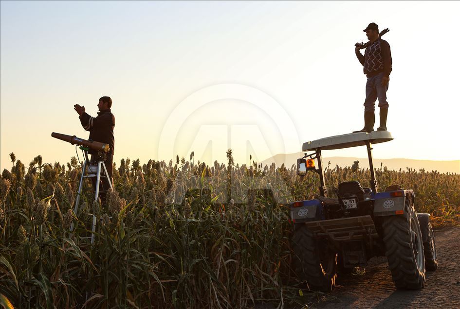 Kuş yemi darıyı "kuşlardan" korumak için torpil tabancası yaptılar