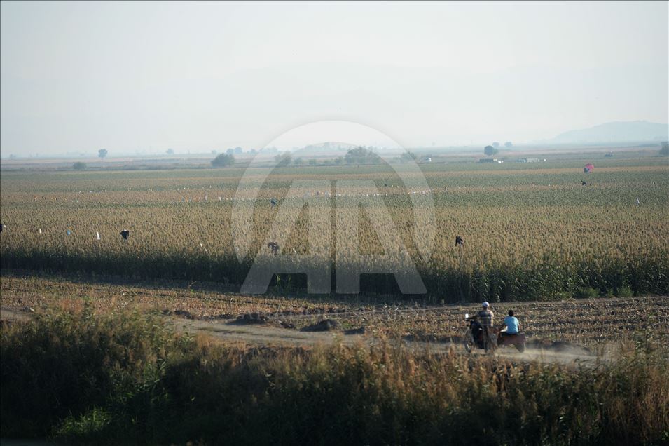 Kuş yemi darıyı "kuşlardan" korumak için torpil tabancası yaptılar