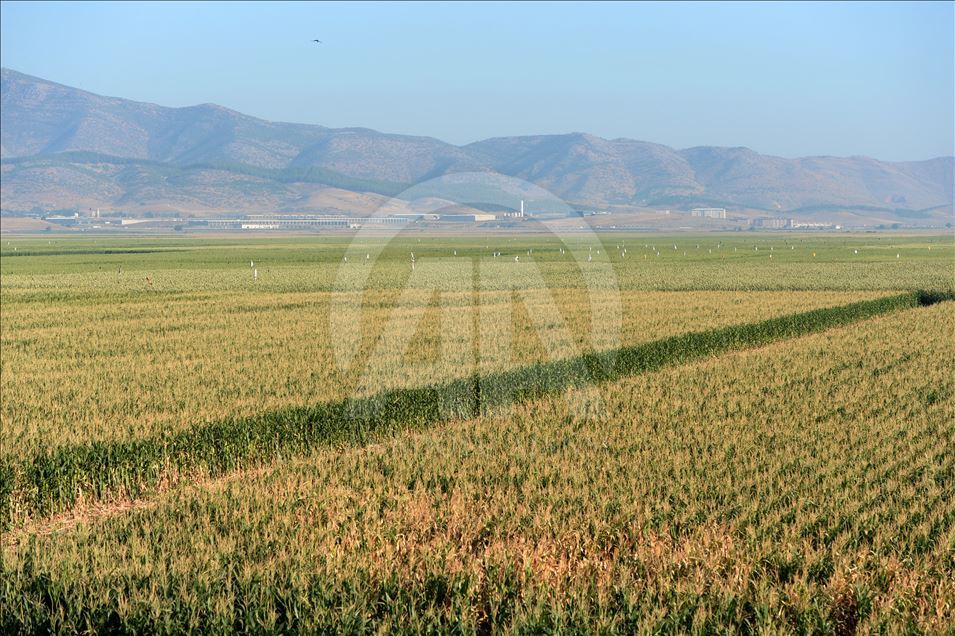 Kuş yemi darıyı "kuşlardan" korumak için torpil tabancası yaptılar