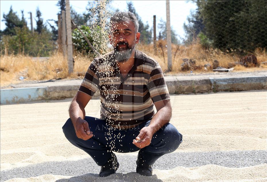 Kuş yemi darıyı "kuşlardan" korumak için torpil tabancası yaptılar