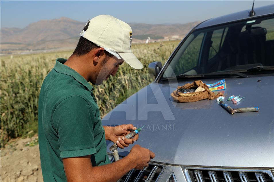 Kuş yemi darıyı "kuşlardan" korumak için torpil tabancası yaptılar