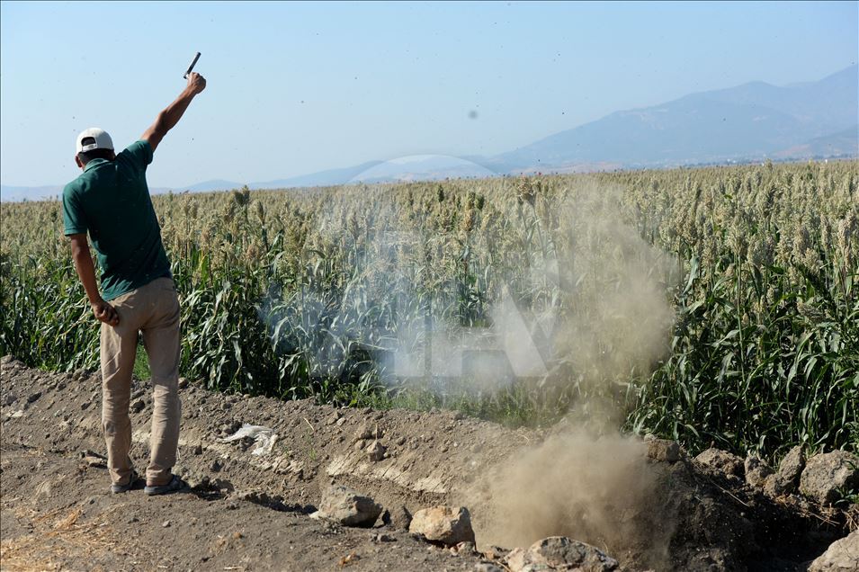 Kuş yemi darıyı "kuşlardan" korumak için torpil tabancası yaptılar
