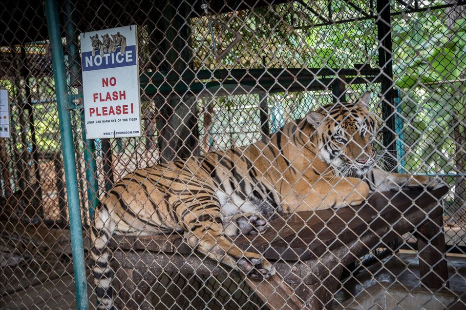 Animal abuse still a common things in Thailand