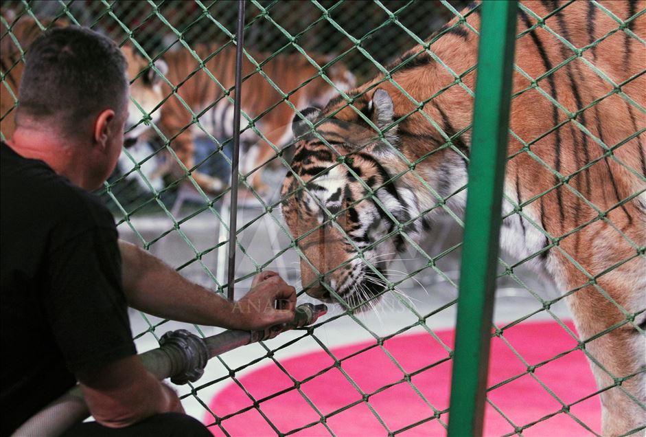 A circus show in the National Circus of Ukraine.