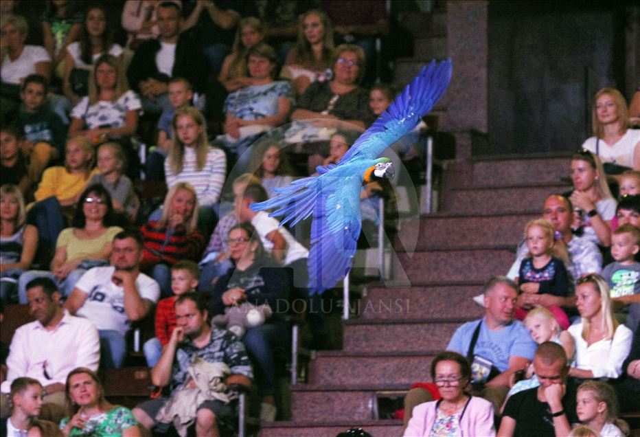 A circus show in the National Circus of Ukraine.