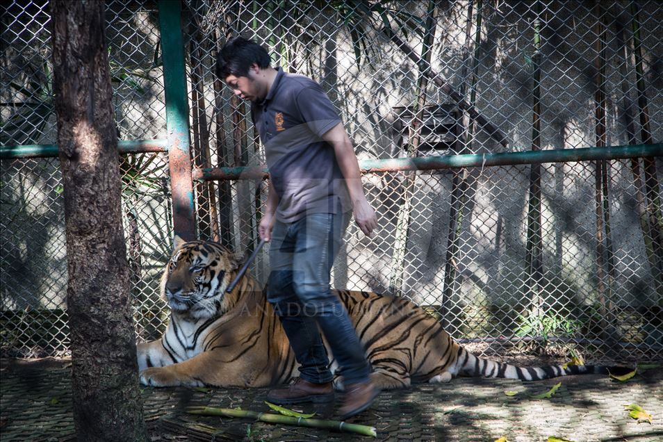 Animal abuse still a common things in Thailand