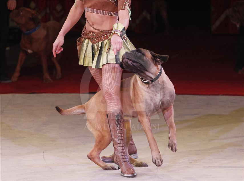 A circus show in the National Circus of Ukraine.