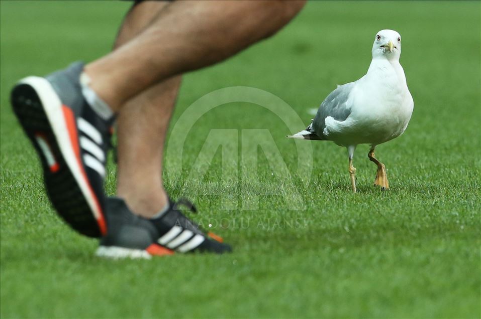 Beşiktaş - Wolverhampton Wanderers