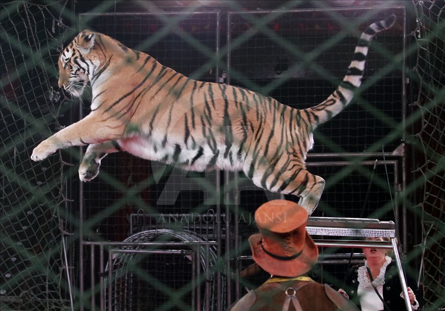 A circus show in the National Circus of Ukraine.