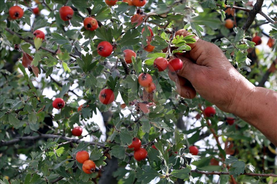 El emeğiyle kazanıp hacca gitmenin hayalini kuruyor
