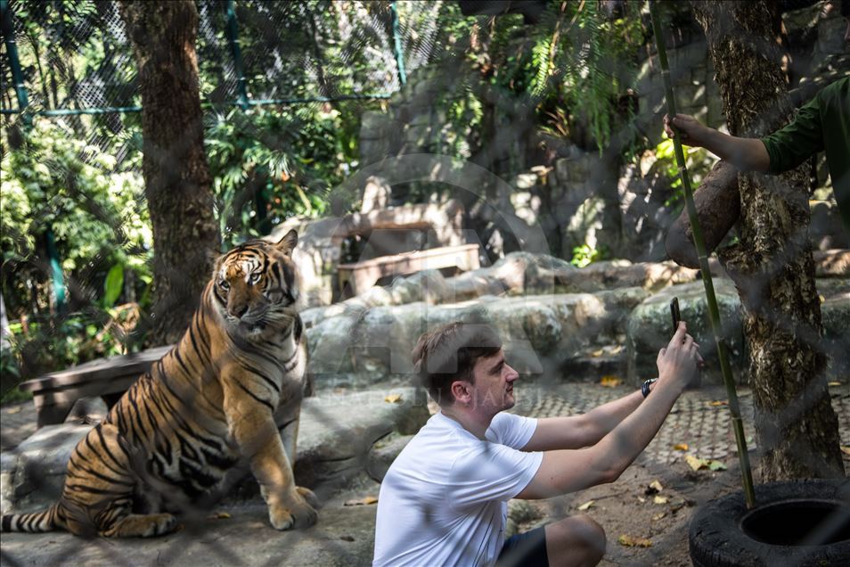 Animal abuse still a common things in Thailand