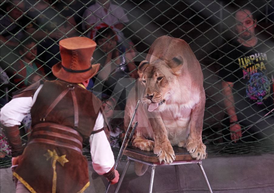 A circus show in the National Circus of Ukraine.