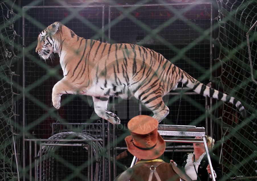 A circus show in the National Circus of Ukraine.