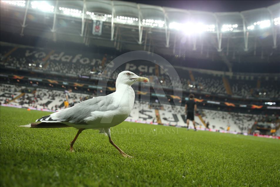 Beşiktaş - Wolverhampton Wanderers