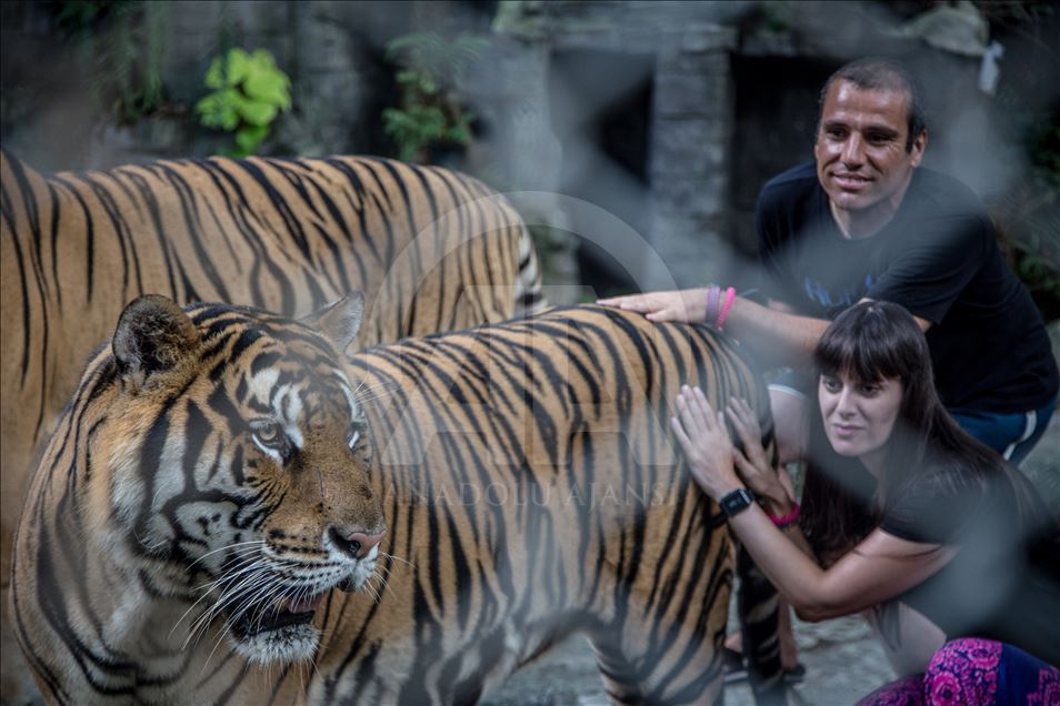Animal abuse still a common things in Thailand