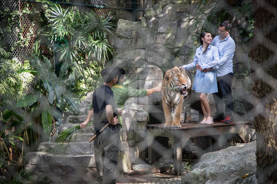 Animal abuse still a common things in Thailand