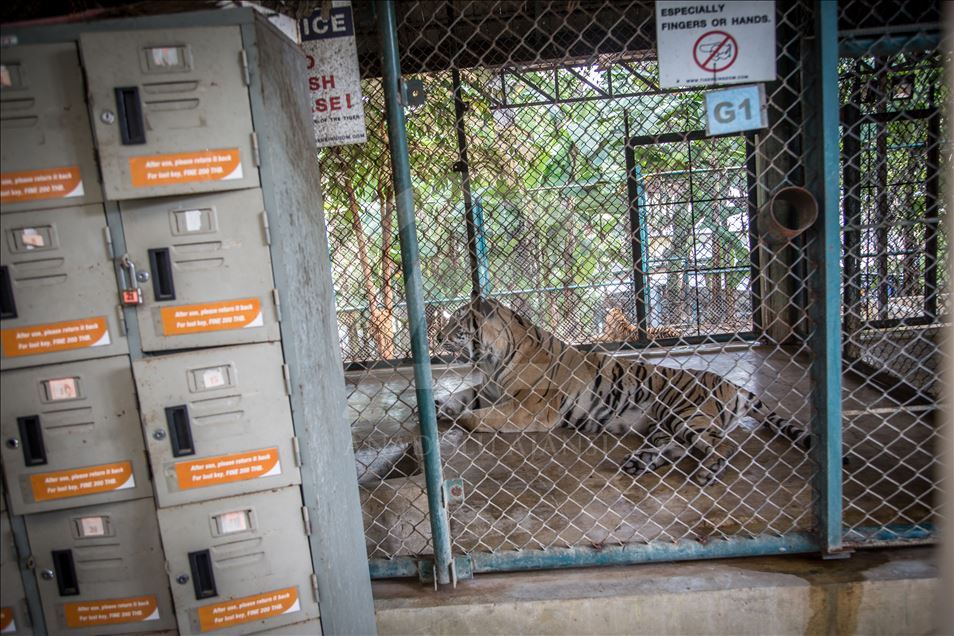 Animal abuse still a common things in Thailand