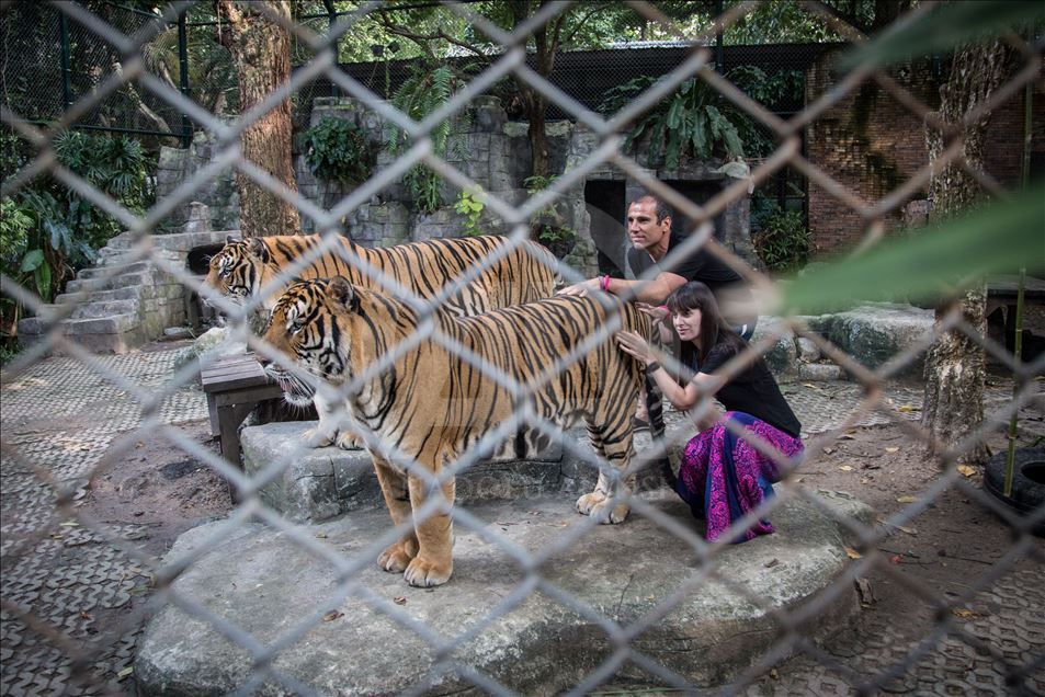Animal abuse still a common things in Thailand