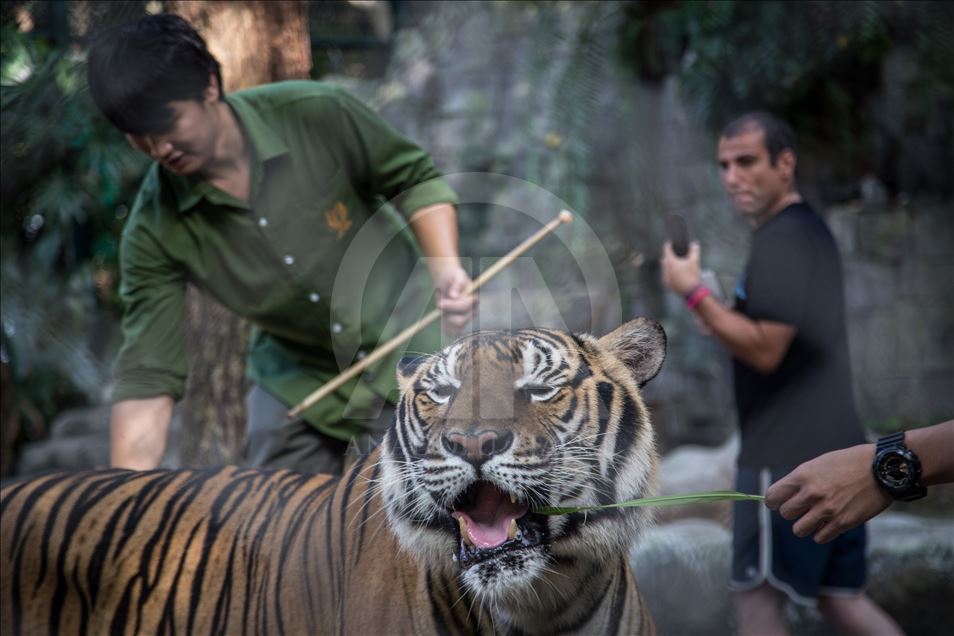 Animal abuse still a common things in Thailand