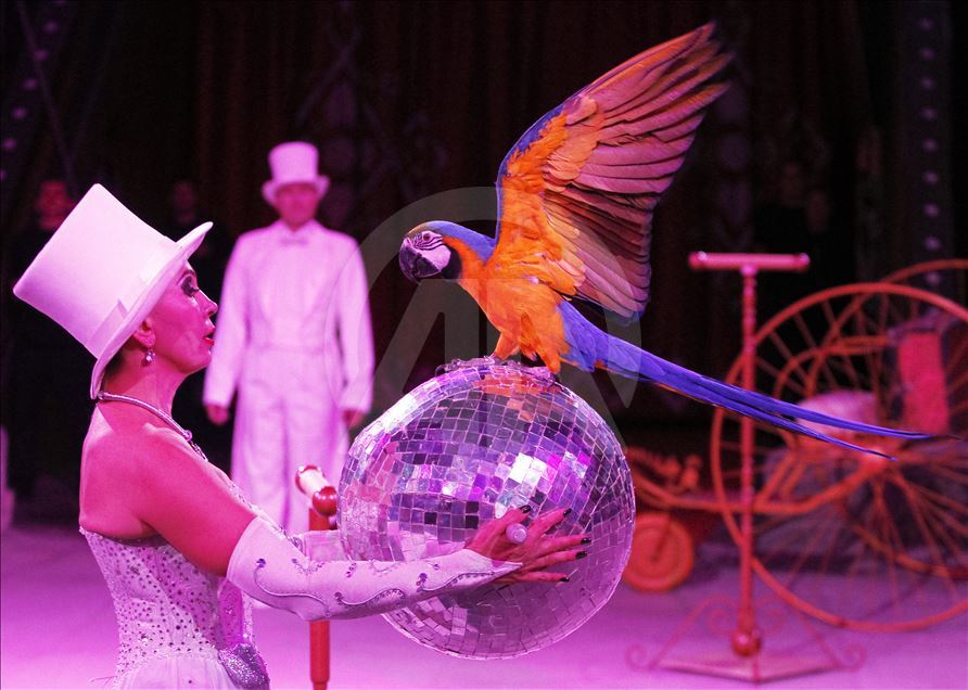 A circus show in the National Circus of Ukraine.