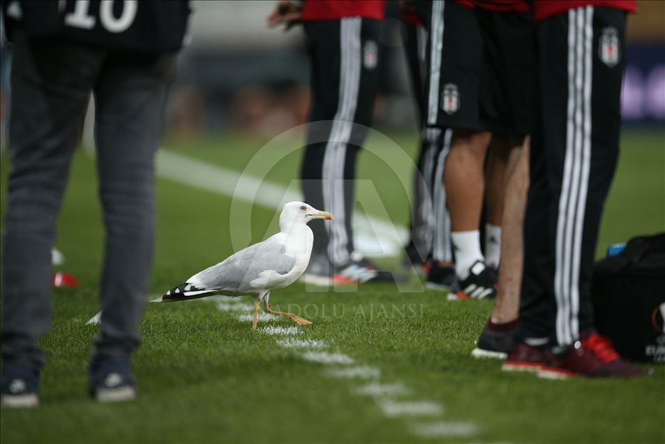 Beşiktaş - Wolverhampton Wanderers