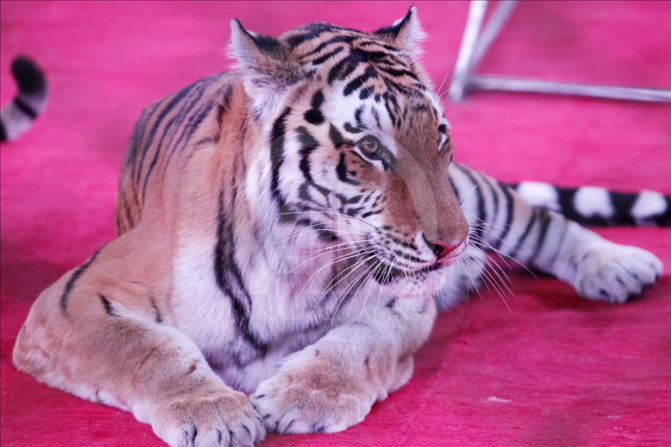 A circus show in the National Circus of Ukraine.