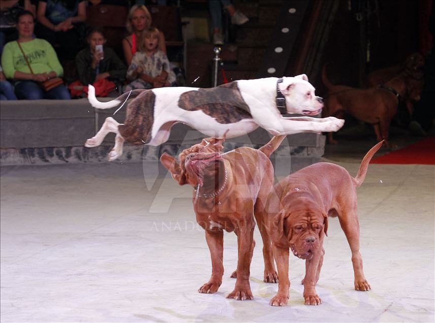 A circus show in the National Circus of Ukraine.