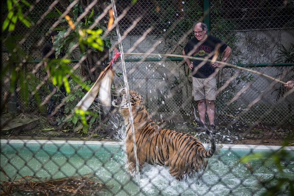 Animal abuse still a common things in Thailand