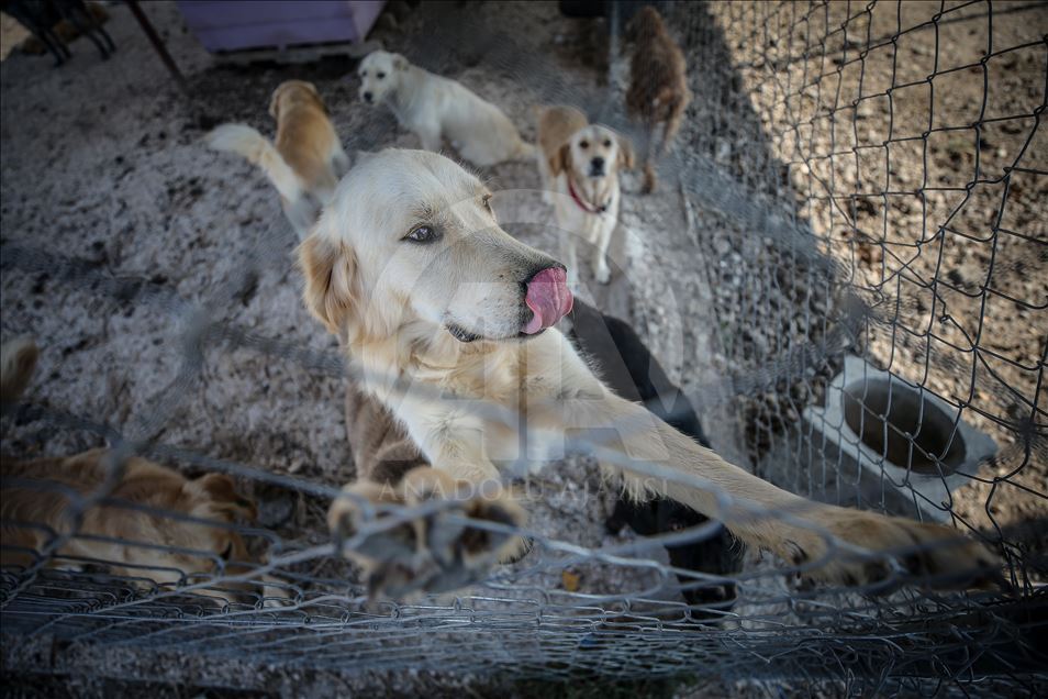 Terk edilmiş köpeklerin "patilerinden" tutuyor