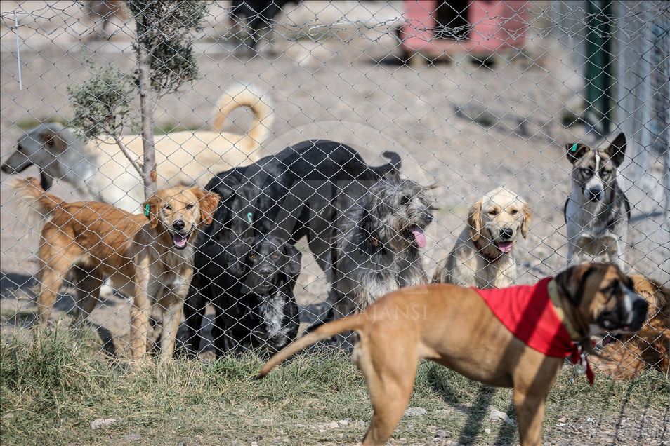 Terk edilmiş köpeklerin "patilerinden" tutuyor