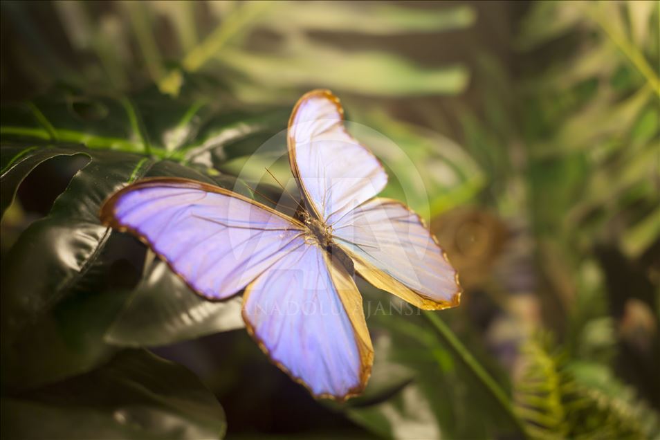 باغ پروانه‌های گرمسیری قونیه توجه عکاسان را به خود جذب می‌کند
