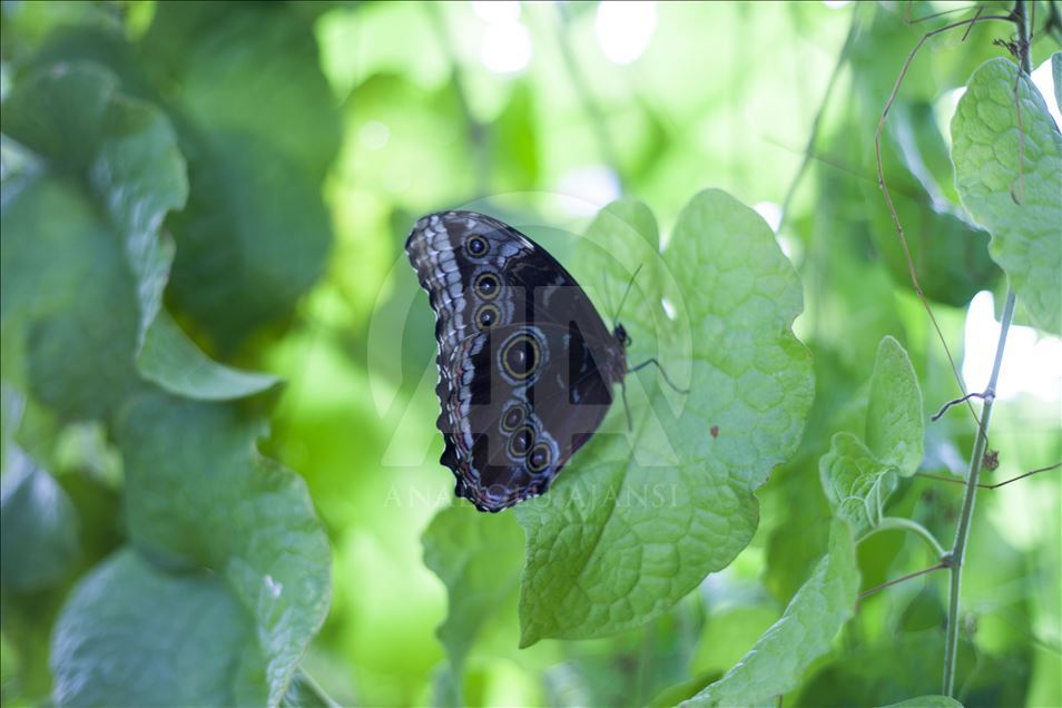 باغ پروانه‌های گرمسیری قونیه توجه عکاسان را به خود جذب می‌کند
