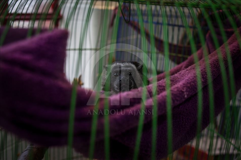 Bogota'da işkenceden kurtarılan hayvanlar