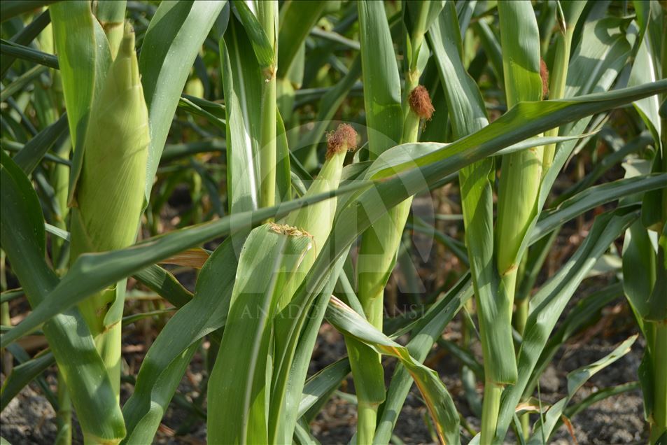 Gaziantep'te mısır hasadı

