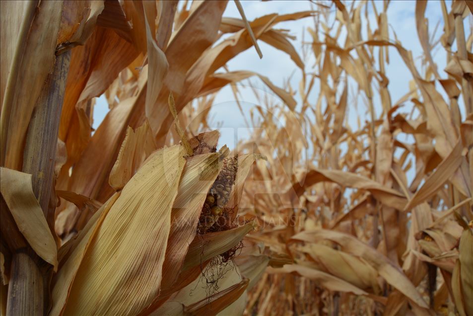 Gaziantep'te mısır hasadı
