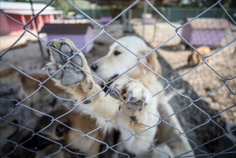 Terk edilmiş köpeklerin "patilerinden" tutuyor