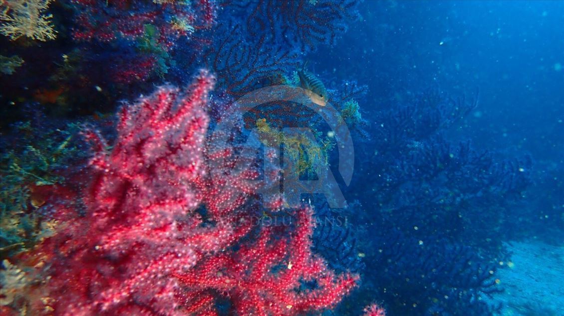 Edremit'in saklı hazinesi kırmızı mercanlar koruma altına alınacak