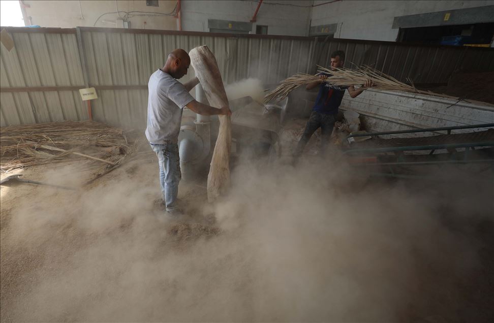 فلسطين.. أول مصنع لإنتاج المناديل الورقية من سعف النخيل 

