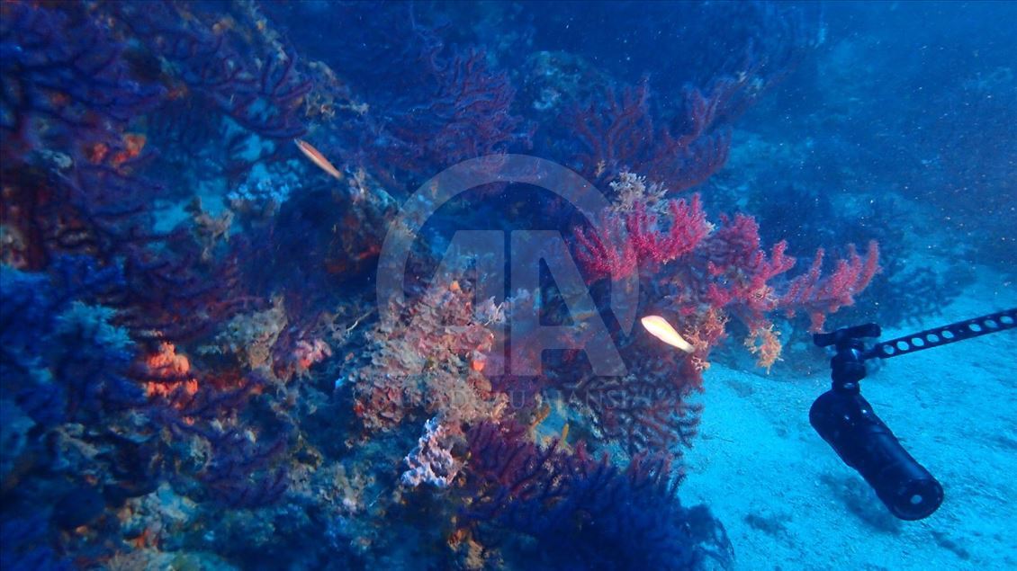 Edremit'in saklı hazinesi kırmızı mercanlar koruma altına alınacak