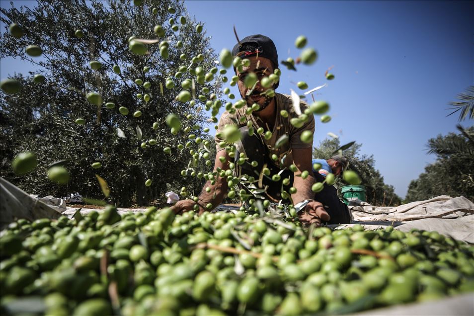 Gazze'de zeytin hasadı başladı

