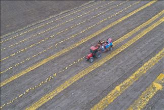 Turquie : Année fructueuse pour les producteurs de graines de citrouille